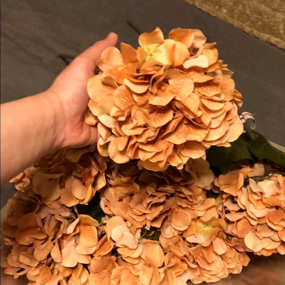 9 hydrangea  gold orangish color flowers